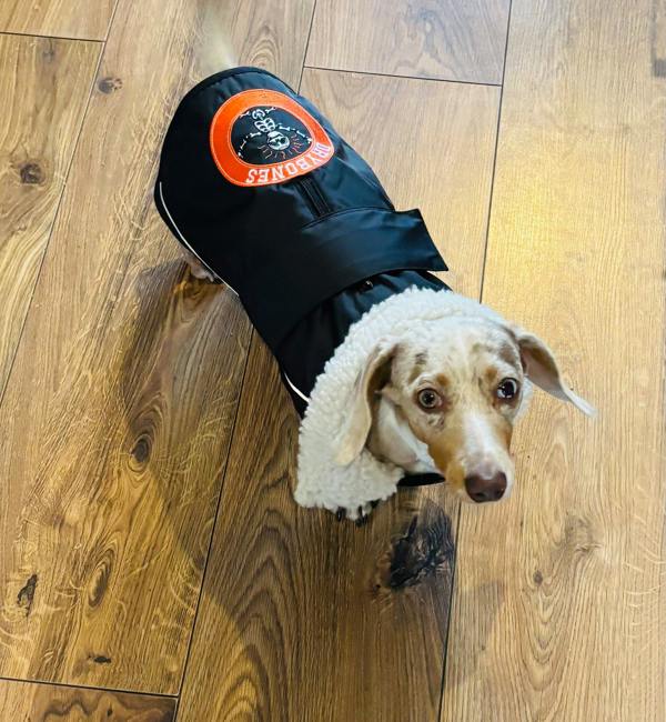 DRYBONES Waterproof Dog Coat