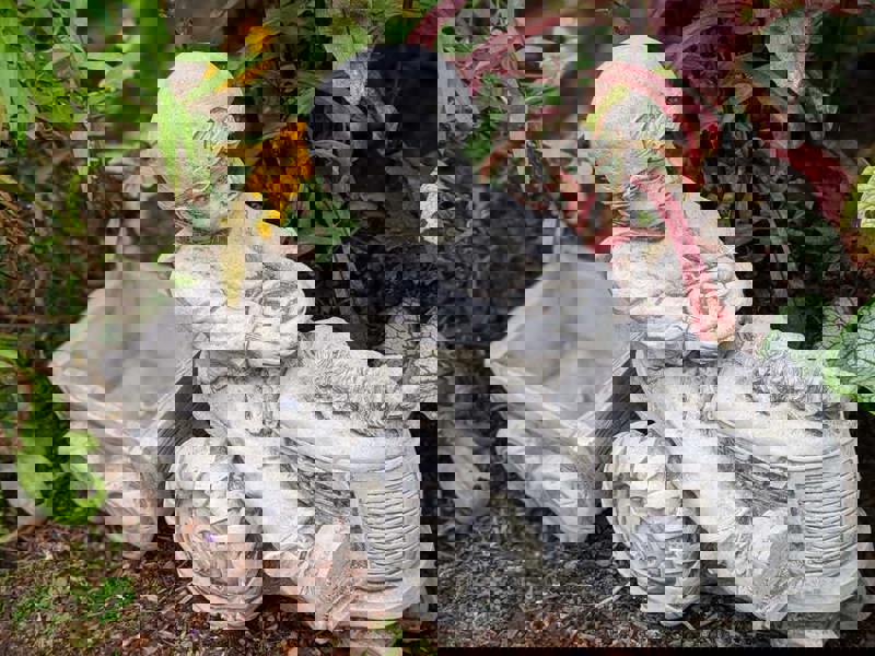 Boy on Tractor with Small Planter Trailer