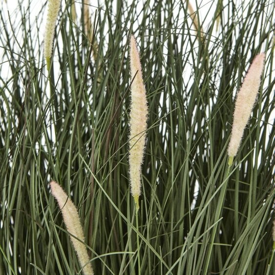 Wyld Haus 50cm Grass Plant (pot not included)