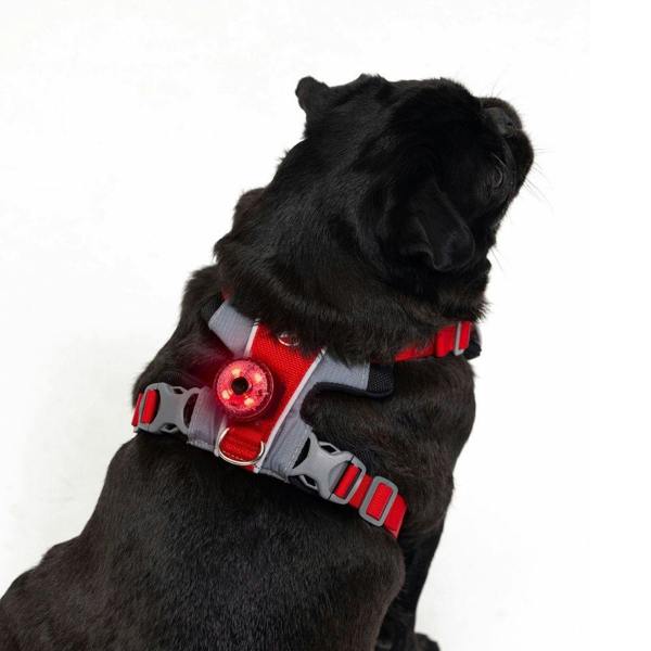 EzyDog Go-2 Dog Light