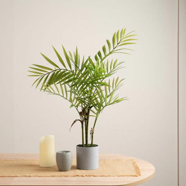 Scottish Everlastings 66cm Palm in Grey Plastic Pot
