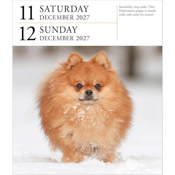 Dog Gallery Desk Calendar 2027, Desk Calendars, Day To View, Dogs, Gift
