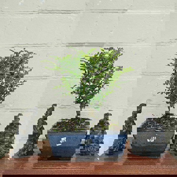 Yorkshire Bonsai Chinese Pepper (Zanthoxylum Pipertum) Bonsai Tree | Broom | In 15cm Pot