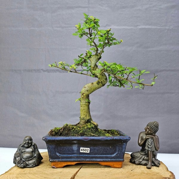 Yorkshire Bonsai Chinese Elm (Ulmus Parvifolia) Bonsai Tree | Shaped | In 20cm Pot