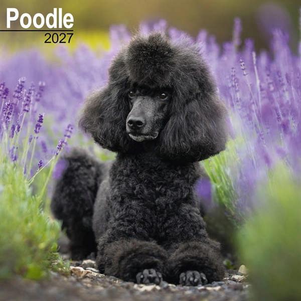 Poodle Calendar 2027, Wall Calendars, Month To View, Dogs, Gift