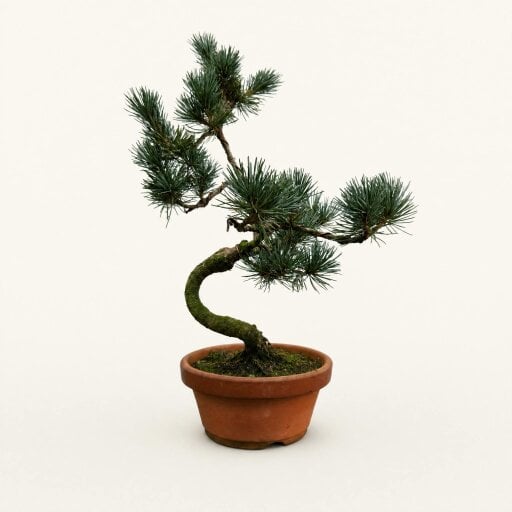 Yorkshire Bonsai Japanese White Pine (Pinus Parviflora) Bonsai Tree | Shaped | In 16cm Pot