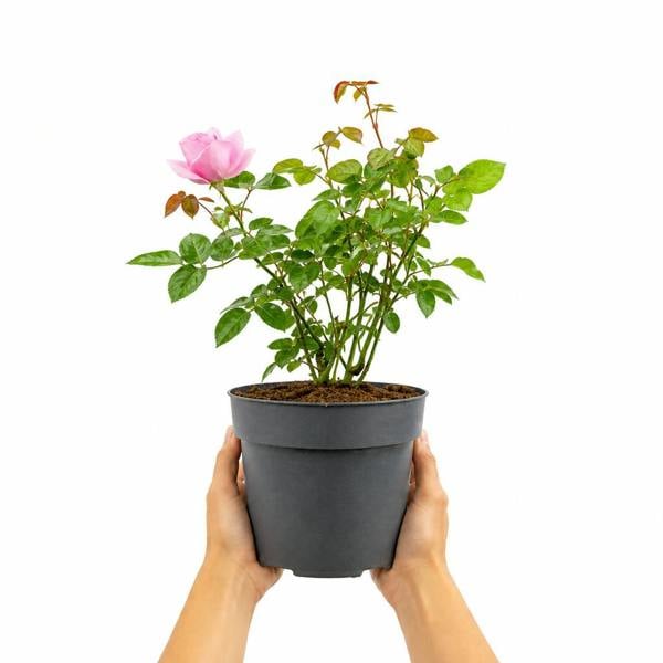3L Pink Patio Rose Outdoor Garden Rose in Decorative Pot