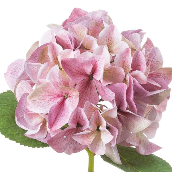 Wyld Haus Set of 3 Artificial Flowers  Shabby Pink Single Hydrangea Stems
