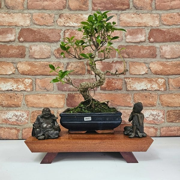 Yorkshire Bonsai Ficus Microcarpa (Banyan Fig) Indoor Bonsai Tree | Shaped | In 20cm Pot