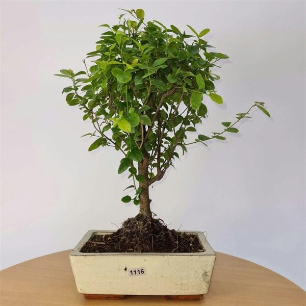 Bird Plum (Sageretia) Bonsai Tree | Broom Style | Height 35cm | In 20cm Pot - Yorkshire Bonsai