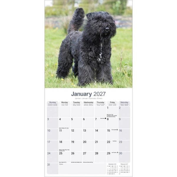 Bouvier Des Flandres Calendar 2027, Wall Calendars, Month To View, Dogs, Gift