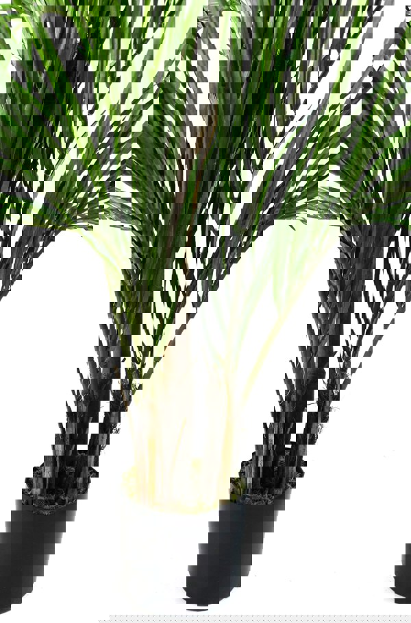 Leaf 130cm Areca Palm Artificial Tree