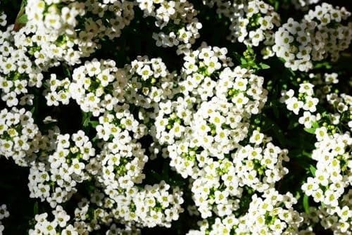 DamavandPro Sweet Alyssum Seeds: Lobularia Maritima 'Carpet of Snow' | 3000 Seeds