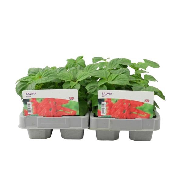 Salvia Red 