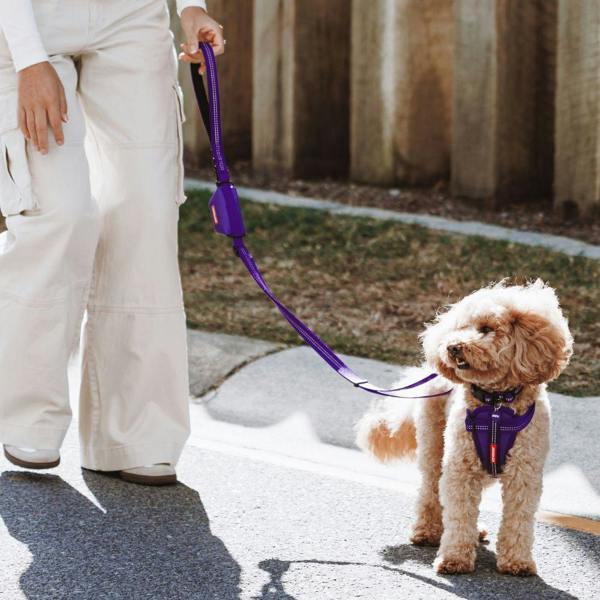 EzyDog Essential Adjustable Dog Collar in Purple