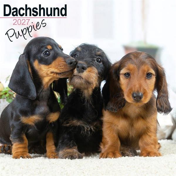 Dachshund Puppies Calendar 2027, Wall Calendars, Month To View, Dogs, Gift
