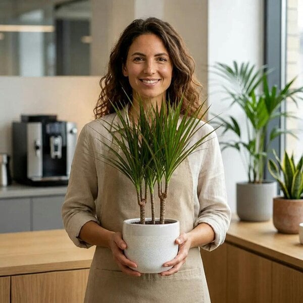 Dracaena Marginata 3 Stem Dragon Tree – Elegant Architectural Tropical Indoor Houseplant