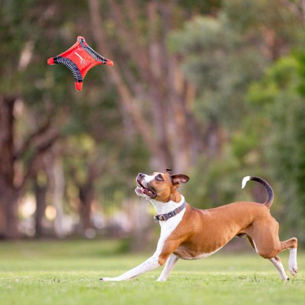 EzyDog DogStar Flyer Frisbee