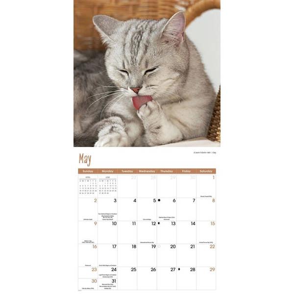 Cats Calendar 2027, Wall Calendars, Month To View, Cats, Gift