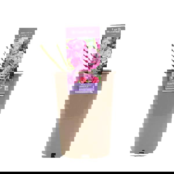 My Lovely Dad Rose - Plants By Post