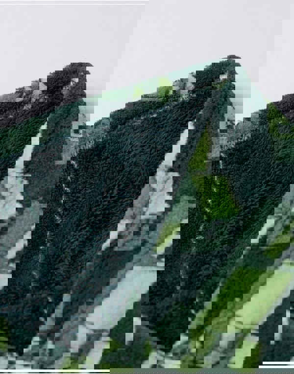 Minecraft Boys Green Creeper Blanket Hoodie (One Size)