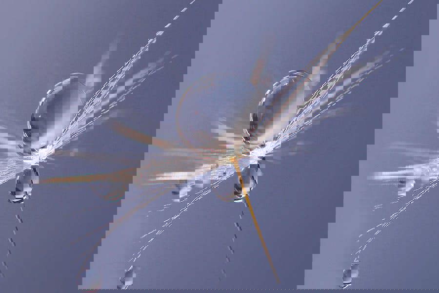 Fernlight Gallery Free Spirit