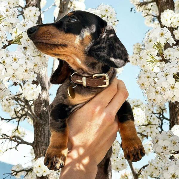 EzyDog Oxford Leather Classic Dog Collar in Brown