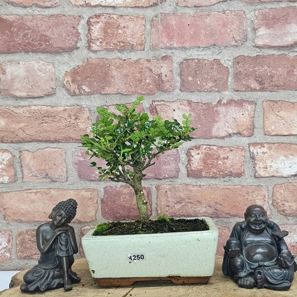 Yorkshire Bonsai Chinese Pepper (Zanthoxylum Pipertum) Bonsai Tree | Broom | In 15cm Pot