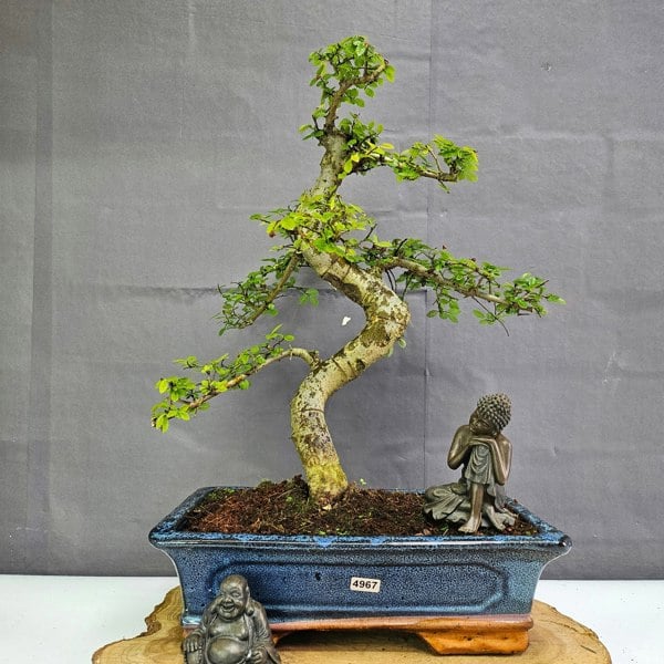 Yorkshire Bonsai Chinese Elm (Ulmus Parvifolia) Bonsai Tree | Shaped | In 30cm Pot