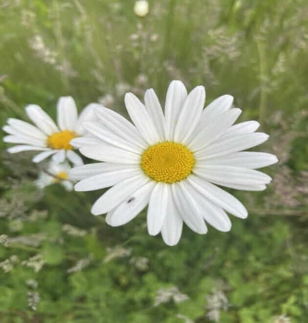 oxeye daisy