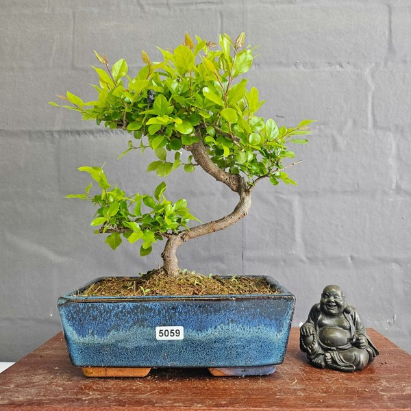 Yorkshire Bonsai Bird Plum (Sageretia) Bonsai Tree | Shaped | In 20cm Pot