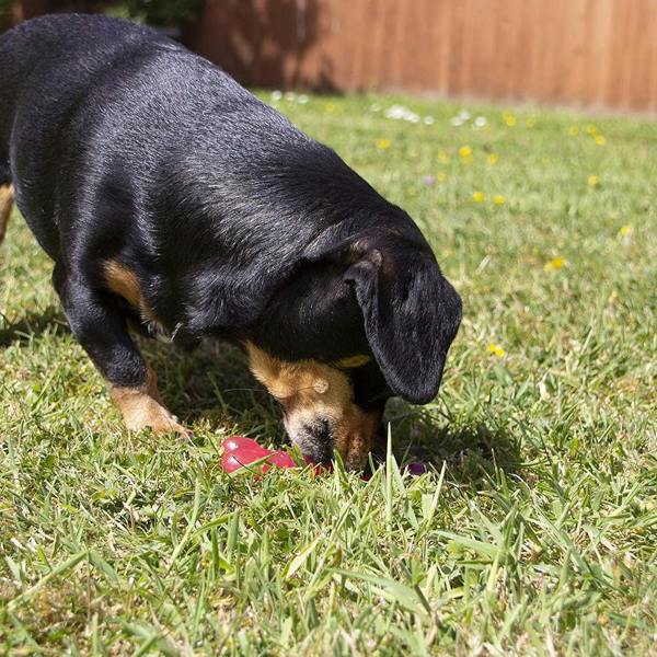 Rosewood BioSafe Puppy Bone Small Dog Toy