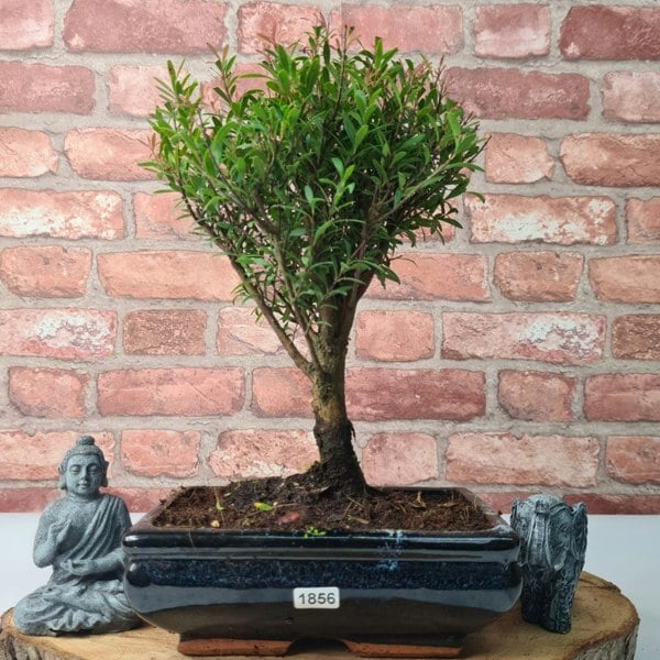 Yorkshire Bonsai Brush Cherry (Syzygium) Bonsai Tree | Broom | In 20cm Pot