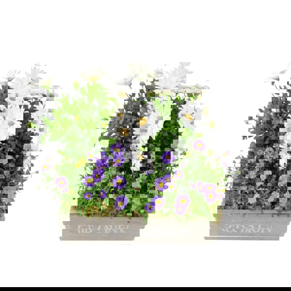 Our Garden Wooden Seasonal Planter Plants By Post