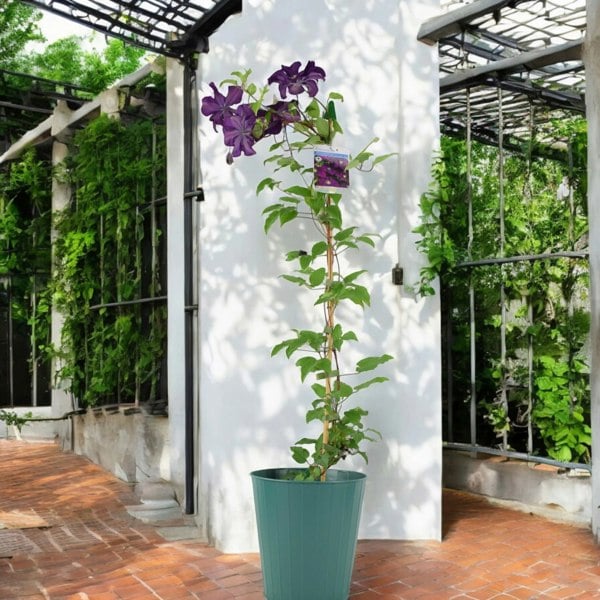 Clematis Warszawska Nike Plants By Post