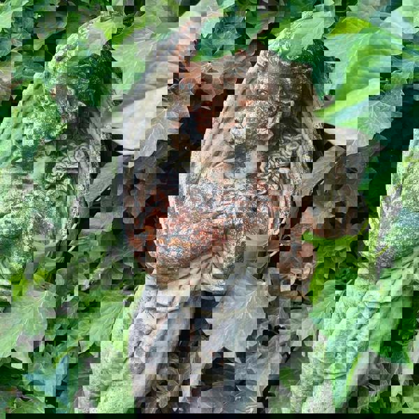 Special Limited Coloured Edition Large Cherub Statue 'Winter'