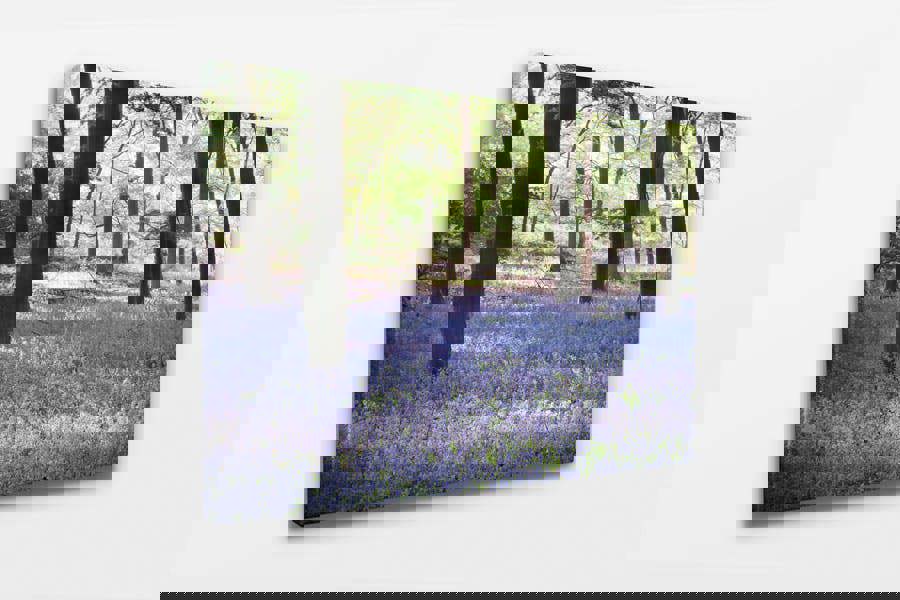 bluebell woodland photography