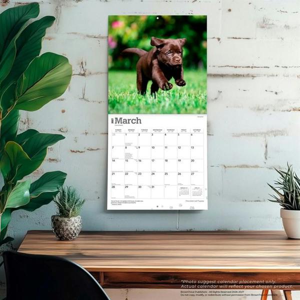 Chocolate Lab Puppies Calendar 2027, Wall Calendars, Month To View, Dogs, Gift