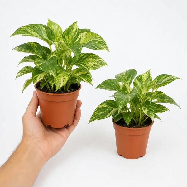 Epipremnum Marble Queen Pothos 12cm Pot Plants By Post