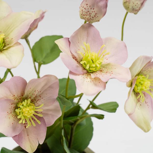 Scottish Everlastings 34cm Purple Hellebore Plant