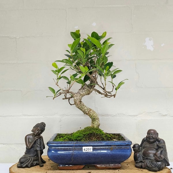 Yorkshire Bonsai Ficus Microcarpa (Banyan Fig) Indoor Bonsai Tree | Shaped | In 20cm Pot