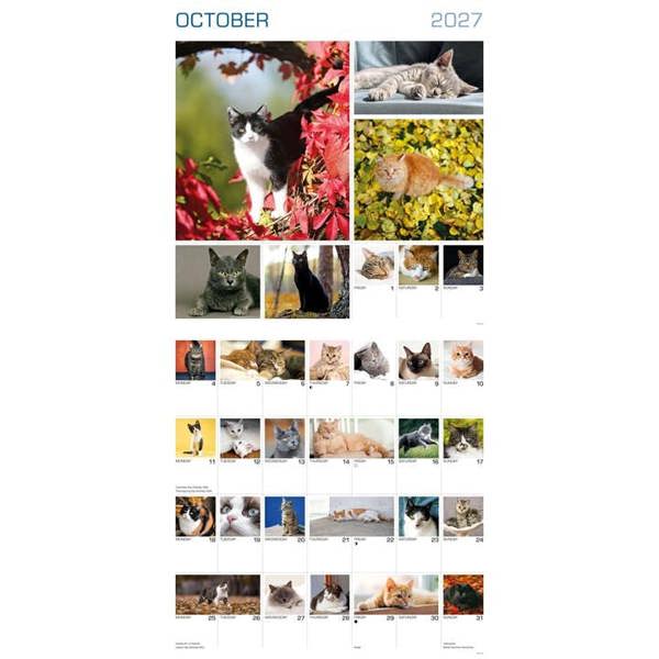 365 Days Of Cats Calendar 2027, Wall Calendars, Month To View, Cats, Gift