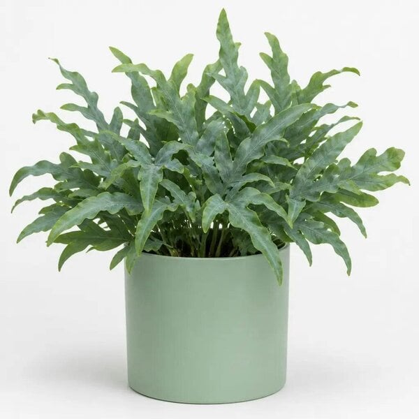 Phlebodium Blue Star Fern – Elegant Blue-Green Foliage Indoor Houseplant