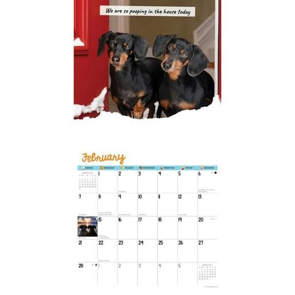Crusoe The Dachshund & Family Calendar 2027, Wall Calendars, Month To View, Dogs, Gift