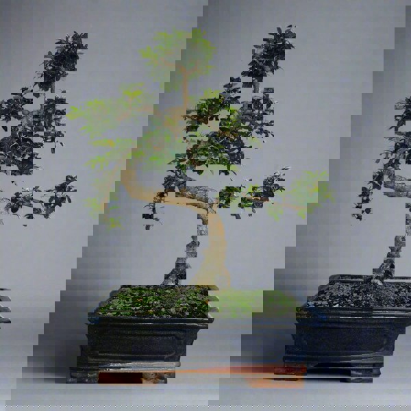 Yorkshire Bonsai Chinese Elm (Ulmus Parvifolia) Bonsai Tree | Shaped | In 30cm Pot
