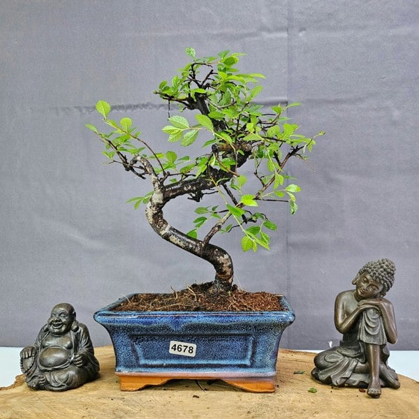 Yorkshire Bonsai Chinese Elm (Ulmus Parvifolia) Bonsai Tree | Shaped | In 15cm Pot
