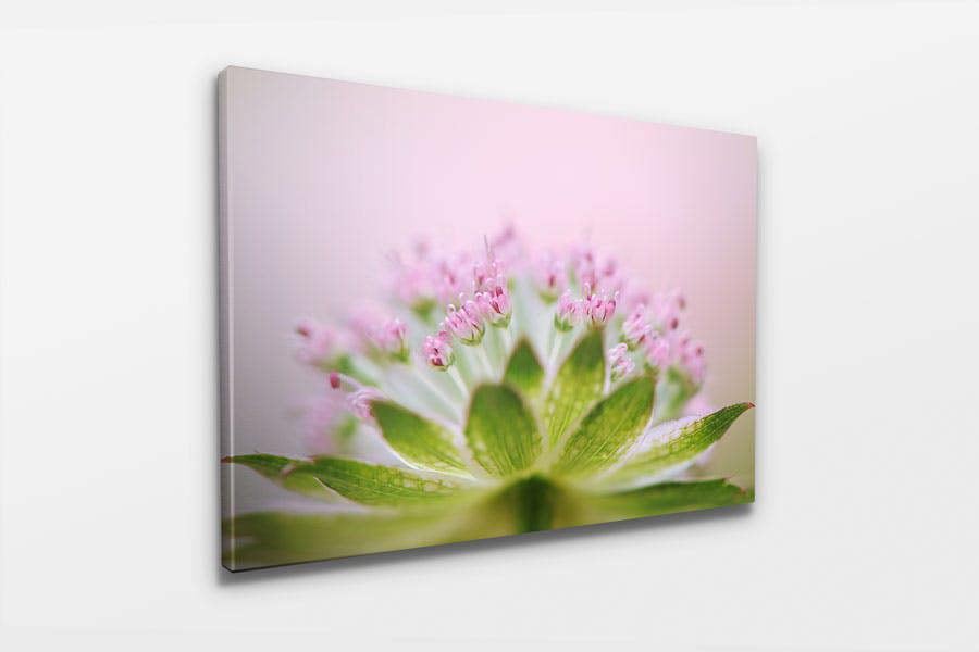 pink astrantia botanical wall art print on canvas