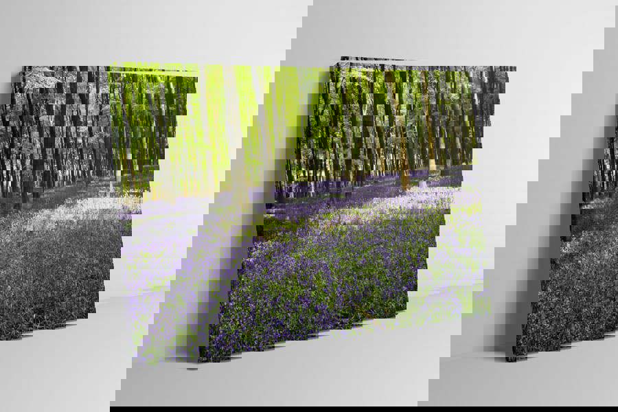 bluebell canvas wall art