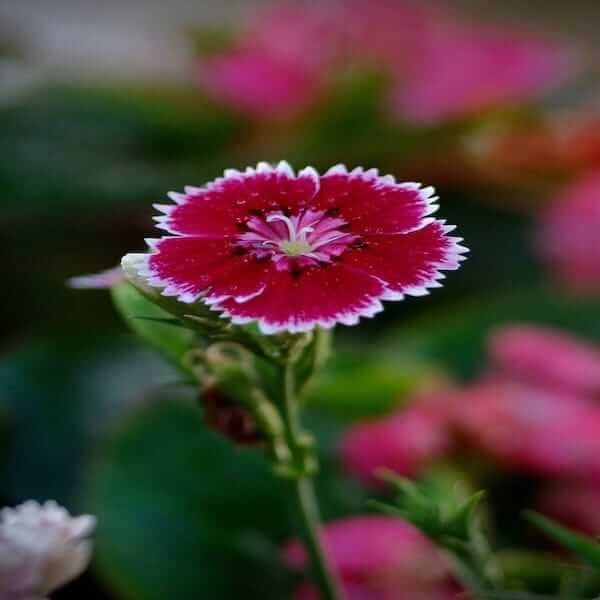 Dianthus barbatus mix spacing