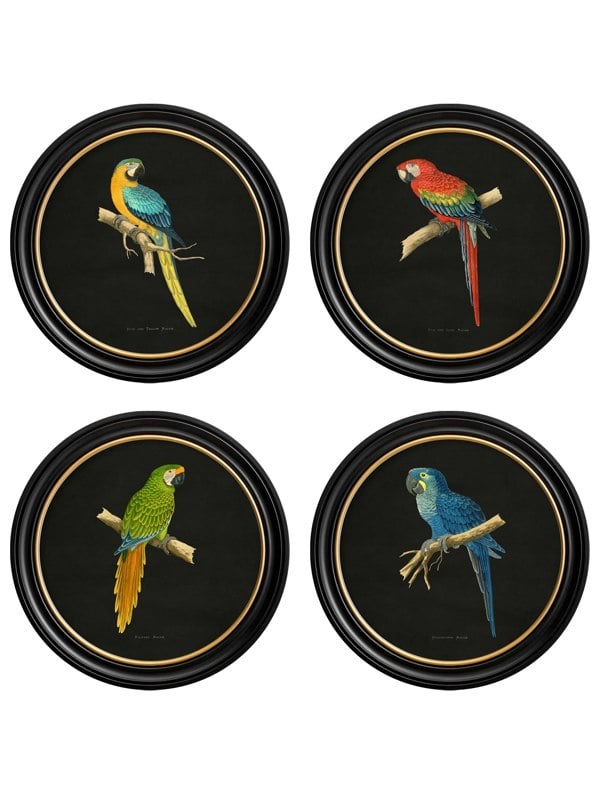 Exceptional Art C.1884 Collection of Macaws in Round Frames - Black